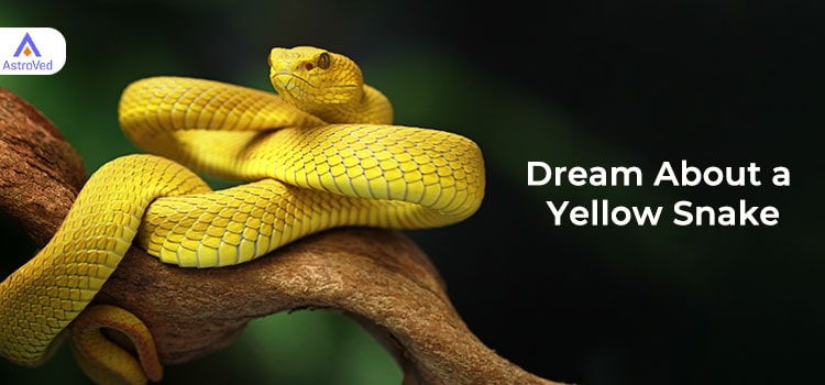 Dream About a Yellow Snake